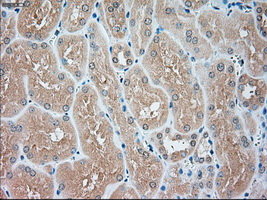 USP13 Antibody - Immunohistochemical staining of paraffin-embedded Kidney tissue using anti-USP13 mouse monoclonal antibody. (Dilution 1:50).