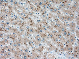 USP13 Antibody - Immunohistochemical staining of paraffin-embedded liver tissue using anti-USP13 mouse monoclonal antibody. (Dilution 1:50).