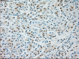 USP13 Antibody - Immunohistochemical staining of paraffin-embedded pancreas tissue using anti-USP13 mouse monoclonal antibody. (Dilution 1:50).