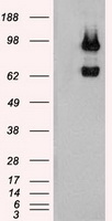 USP13 Antibody - HEK293T cells were transfected with the pCMV6-ENTRY control (Left lane) or pCMV6-ENTRY USP13 (Right lane) cDNA for 48 hrs and lysed. Equivalent amounts of cell lysates (5 ug per lane) were separated by SDS-PAGE and immunoblotted with anti-USP13.