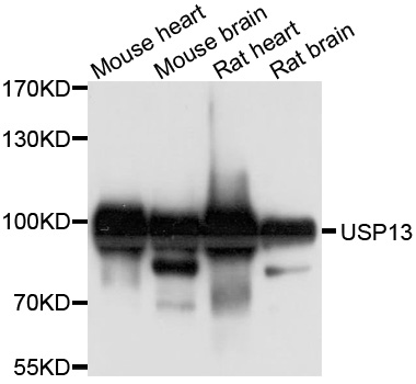USP13 Antibody - Western blot analysis of extract of various cells.