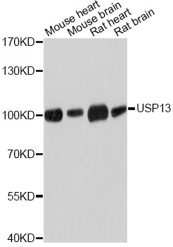 USP13 Antibody - Western blot analysis of extracts of various cell lines, using USP13 antibody at 1:3000 dilution. The secondary antibody used was an HRP Goat Anti-Rabbit IgG (H+L) at 1:10000 dilution. Lysates were loaded 25ug per lane and 3% nonfat dry milk in TBST was used for blocking. An ECL Kit was used for detection and the exposure time was 1s.