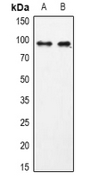 USP13 Antibody