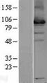 USP13 Protein - Western validation with an anti-DDK antibody * L: Control HEK293 lysate R: Over-expression lysate