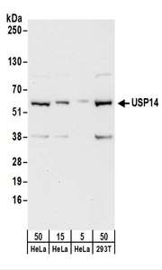 USP14 Antibody - Detection of Human USP14 by Western Blot. Samples: Whole cell lysate from HeLa (5, 15 and 50 ug) and 293T(50 ug) cells. Antibodies: Affinity purified rabbit anti-USP14 antibody used for WB at 0.04 ug/ml. Detection: Chemiluminescence with an exposure time of 30 seconds.