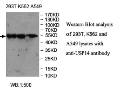 USP14 Antibody - Western blot of USP14 antibody