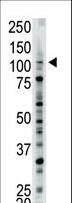 USP15 Antibody - The anti-USP15 antibody is used in Western blot to detect USP15 in mouse brain tissue lysate.