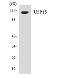 USP15 Antibody - Western blot analysis of the lysates from HeLa cells using USP15 antibody.