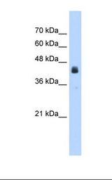 USP16 Antibody - HepG2 cell lysate. Antibody concentration: 2.5 ug/ml. Gel concentration: 12%.  This image was taken for the unconjugated form of this product. Other forms have not been tested.