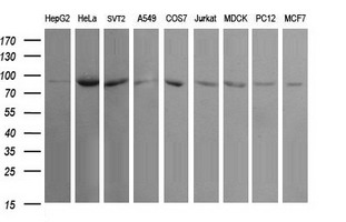 USP16 Antibody - Western blot of extracts (35 ug) from 9 different cell lines by using anti-USP16 monoclonal antibody (HepG2: human; HeLa: human; SVT2: mouse; A549: human; COS7: monkey; Jurkat: human; MDCK: canine; PC12: rat; MCF7: human).
