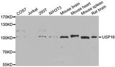 USP16 Antibody - Western blot analysis of extracts of various cell lines.