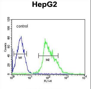 USP17L Antibody - USP17 Antibody flow cytometry of HepG2 cells (right histogram) compared to a negative control cell (left histogram). FITC-conjugated goat-anti-rabbit secondary antibodies were used for the analysis.