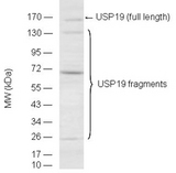 USP19 Antibody - Detection of full length USP19 and its degradation fragments in mouse testis lysate (50ug) by Western blot using USP19polyclonal antibody.