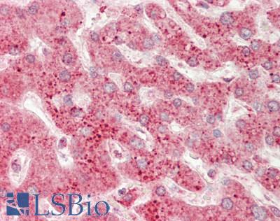 USP2 Antibody - Human Liver: Formalin-Fixed, Paraffin-Embedded (FFPE).  This image was taken for the unconjugated form of this product. Other forms have not been tested.