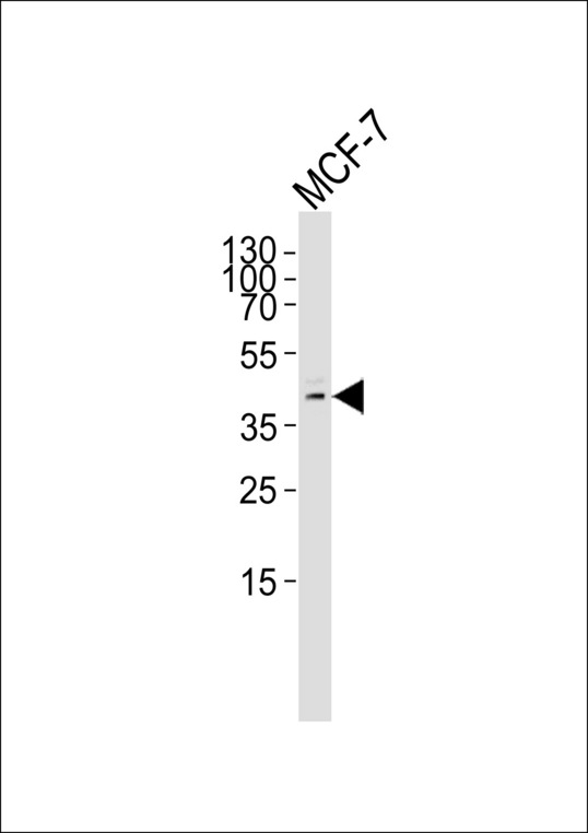 USP2 Antibody - Western blot of lysate from MCF-7 cell line, using USP2 Antibody (L314). Antibody was diluted at 1:1000. A goat anti-rabbit IgG H&L (HRP) at 1:5000 dilution was used as the secondary antibody. Lysate at 35ug.