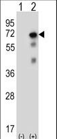 USP2 Antibody - Western blot of USP2 (arrow) using rabbit polyclonal USP2 Antibody (C-term L523). 293 cell lysates (2 ug/lane) either nontransfected (Lane 1) or transiently transfected (Lane 2) with the USP2 gene.