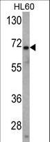 USP2 Antibody - Western blot of USP2 Antibody in HL60 cell line lysates (35 ug/lane). USP2 (arrow) was detected using the purified antibody.