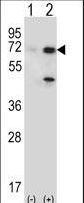 USP2 Antibody - Western blot of USP2 (arrow) using rabbit polyclonal USP2 Antibody (T22). 293 cell lysates (2 ug/lane) either nontransfected (Lane 1) or transiently transfected (Lane 2) with the USP2 gene.