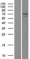 USP2 Protein - Western validation with an anti-DDK antibody * L: Control HEK293 lysate R: Over-expression lysate