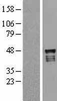 USP2 Protein - Western validation with an anti-DDK antibody * L: Control HEK293 lysate R: Over-expression lysate