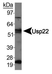 USP22 Antibody - USP22 Antibody - Western blot of Usp22 in HeLa whole cell extracts.  This image was taken for the unconjugated form of this product. Other forms have not been tested.