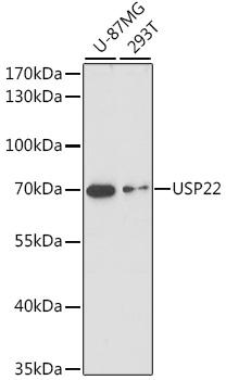USP22 Antibody - Western blot analysis of extracts of various cell lines using USP22 Polyclonal Antibody at dilution of 1:1000.