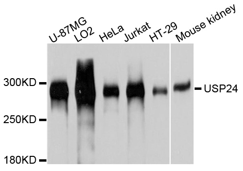 USP24 Antibody - Western blot analysis of extracts of various cell lines, using USP24 antibody at 1:1000 dilution. The secondary antibody used was an HRP Goat Anti-Rabbit IgG (H+L) at 1:10000 dilution. Lysates were loaded 25ug per lane and 3% nonfat dry milk in TBST was used for blocking. An ECL Kit was used for detection and the exposure time was 1s.