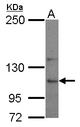 USP26 Antibody - Sample (30 ug of whole cell lysate) A: NT2D1 5% SDS PAGE USP26 antibody diluted at 1:500