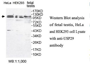 USP29 Antibody