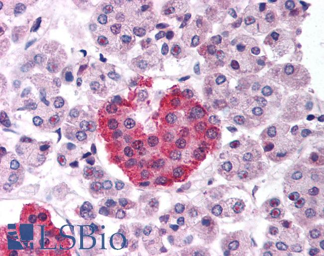 USP3 / UBP Antibody - Anti-USP3 antibody IHC of human pancreas. Immunohistochemistry of formalin-fixed, paraffin-embedded tissue after heat-induced antigen retrieval. Antibody concentration 5 ug/ml.  This image was taken for the unconjugated form of this product. Other forms have not been tested.