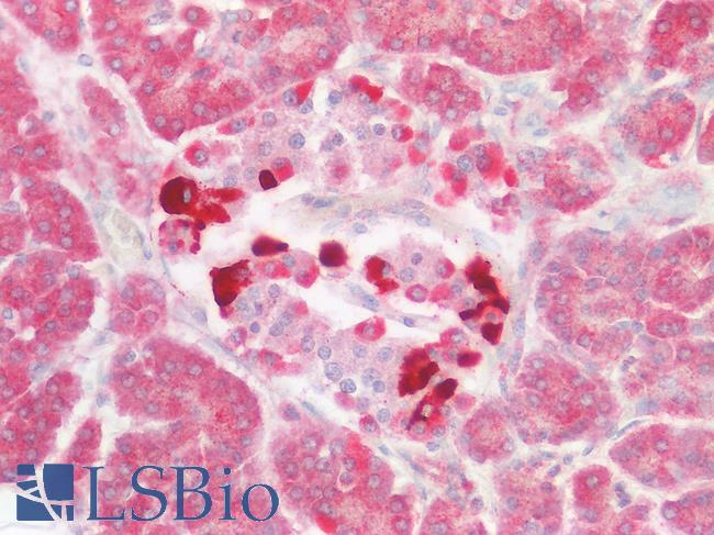 USP30 Antibody - Human Pancreas, Islets of Langerhans: Paraffin-Embedded (FFPE)
