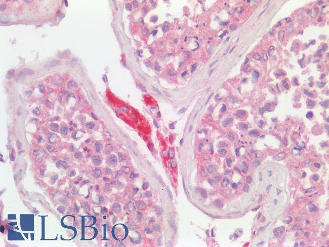 USP30 Antibody - Human Testis, Leydig Cells: Paraffin-Embedded (FFPE)