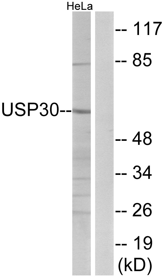 USP30 Antibody - Western blot analysis of lysates from HeLa cells, using USP30 Antibody. The lane on the right is blocked with the synthesized peptide.