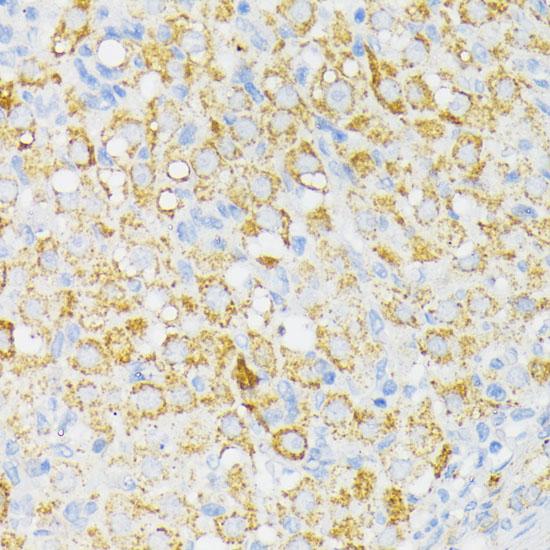 USP33 / VDU1 Antibody - Immunohistochemistry of paraffin-embedded Rat ovary using USP33 Polyclonal Antibody at dilution of 1:100 (40x lens).