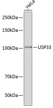 USP33 / VDU1 Antibody - Western blot analysis of extracts of HeLa cells using USP33 Polyclonal Antibody at dilution of 1:1000.