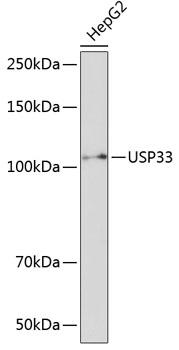 USP33 / VDU1 Antibody - Western blot analysis of extracts of HepG2 cells using USP33 Polyclonal Antibody at dilution of 1:1000.