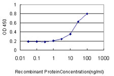 USP34 Antibody - Detection limit for recombinant GST tagged USP34 is approximately 1 ng/ml as a capture antibody.