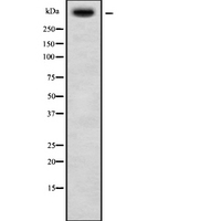 USP34 Antibody - Western blot analysis USP34 using HT29 whole cells lysates