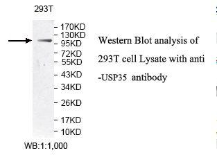USP35 Antibody