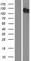 USP35 Protein - Western validation with an anti-DDK antibody * L: Control HEK293 lysate R: Over-expression lysate