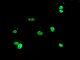 USP36 Antibody - Anti-USP36 mouse monoclonal antibody immunofluorescent staining of COS7 cells transiently transfected by pCMV6-ENTRY USP36.