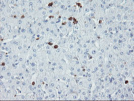 USP36 Antibody - IHC of paraffin-embedded Human liver tissue using anti-USP36 mouse monoclonal antibody.