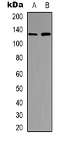 USP36 Antibody - Western blot analysis of USP36 expression in MDCK (A); K562 (B) whole cell lysates.