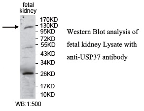 USP37 Antibody