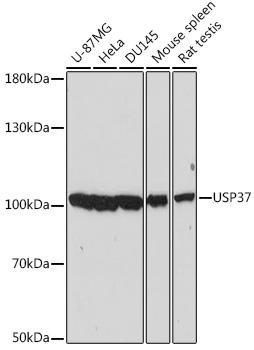 USP37 Antibody - Western blot analysis of extracts of various cell lines using USP37 Polyclonal Antibody at dilution of 1:2000.