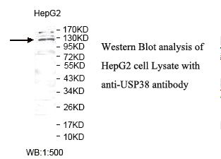 USP38 Antibody