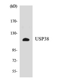 USP38 Antibody - Western blot analysis of the lysates from HepG2 cells using USP38 antibody.