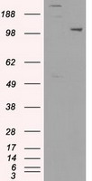 USP38 Antibody - HEK293T cells were transfected with the pCMV6-ENTRY control (Left lane) or pCMV6-ENTRY USP38 (Right lane) cDNA for 48 hrs and lysed. Equivalent amounts of cell lysates (5 ug per lane) were separated by SDS-PAGE and immunoblotted with anti-USP38.