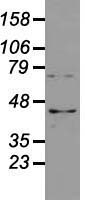 USP38 Antibody - Western blot analysis of 35ug of cell extracts from human Liver carcinoma (HepG2) cells using anti-USP38 antibody.