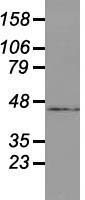 USP38 Antibody - Western blot analysis of 35ug of cell extracts from human (HeLa) cells using anti-USP38 antibody.